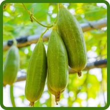 Luffa Immature Fruits On Vine