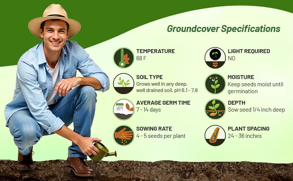 Specifications For Perennial Lovage Herb Garden Seeds