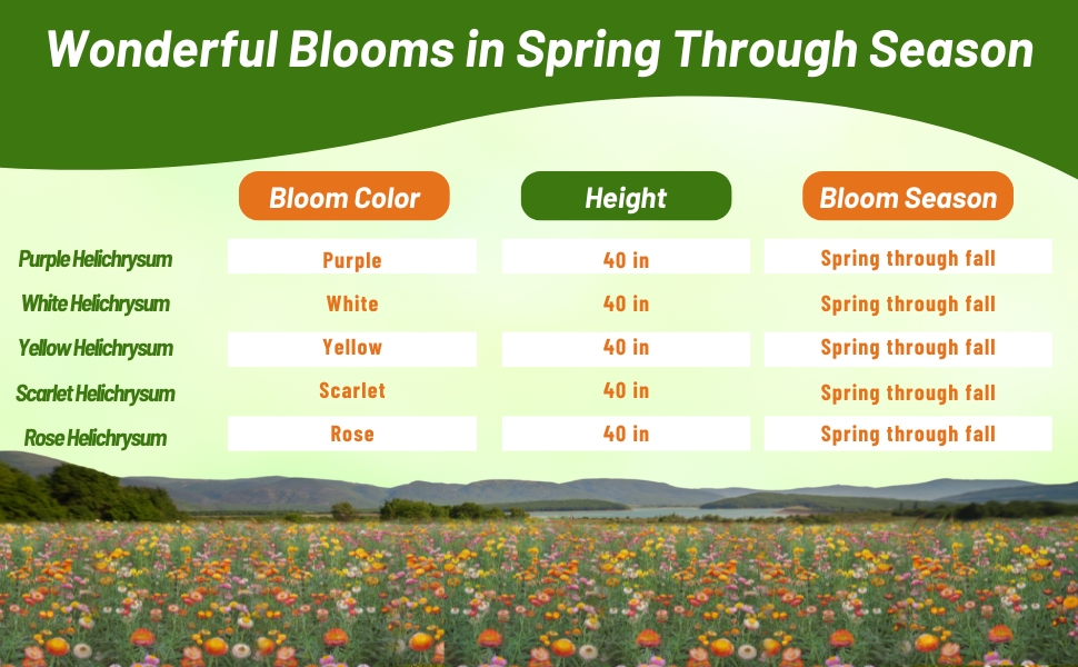 Bloom Season, Height, & Color Chart of Helichrysum Paper Daisies