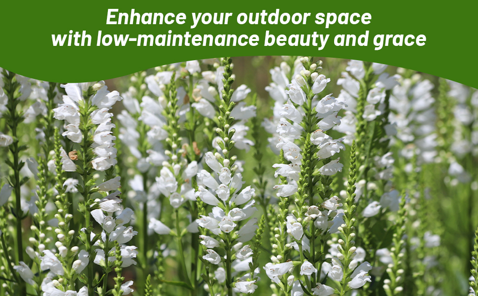 Field of White Obedient Plant Flowers