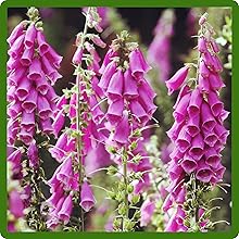 Chinese Foxgloe Long-Lasting Color & Bloom Season