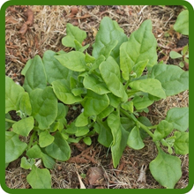 New Zealand Spinach Heat Tolerant Growth
