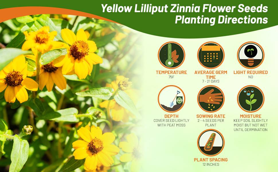 Planting Directions for Zinnia Zilliput Yellow Flower Seeds
