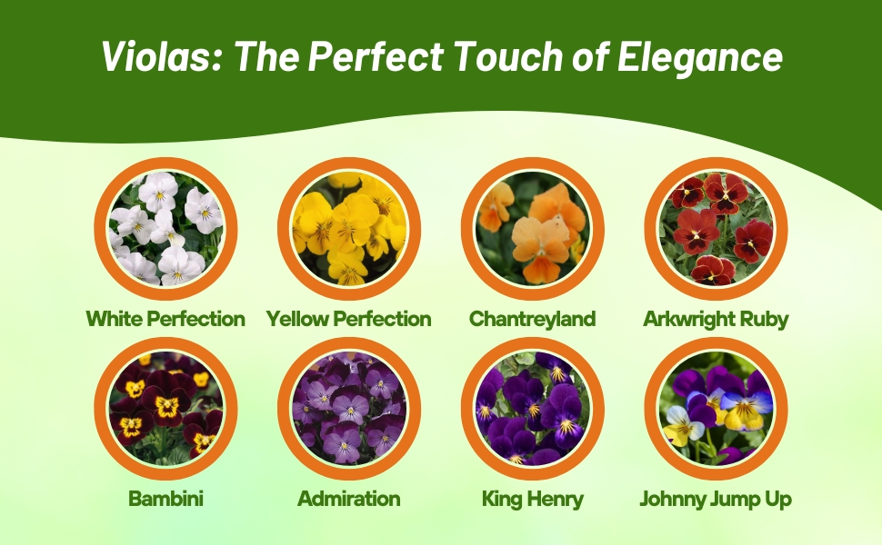 Flower Seed Varieties of Viola Plants
