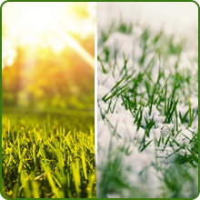 Perennial Buffalo Grass For Xeriscape Landscapes