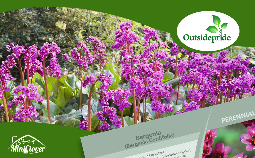 Bergenia Flower Garden Planting From Seeds