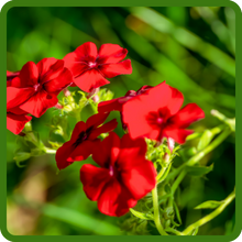 Long Bloom Season of Scarlet Phlox