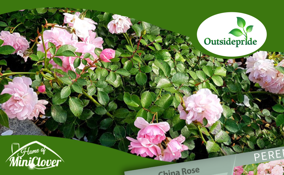 Rosa Chinensis China Rose Flower Garden
