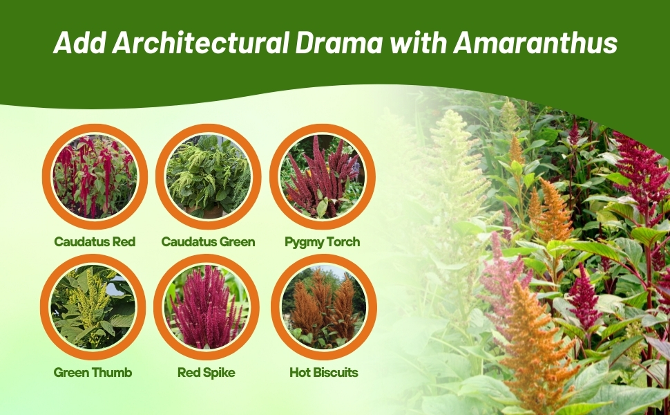 Varieties of Amaranthus Chart