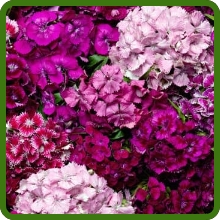 Variety of Pink & Red Colors For Dianthus Sweet William
