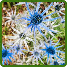 Perennial Eryngium Blue Sea Holly
