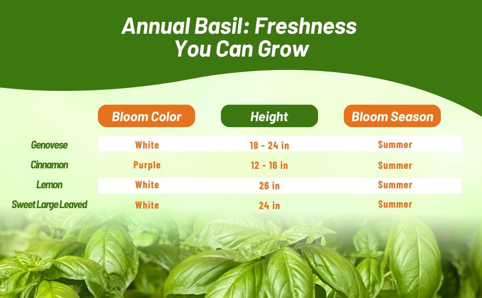 Basil Bloom Season, Height, & Color Chart