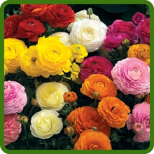 Ranunculus Bright Multi-layered Petals