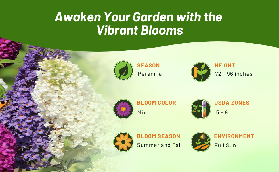 Perennial Butterfly Bush for For Full Sun