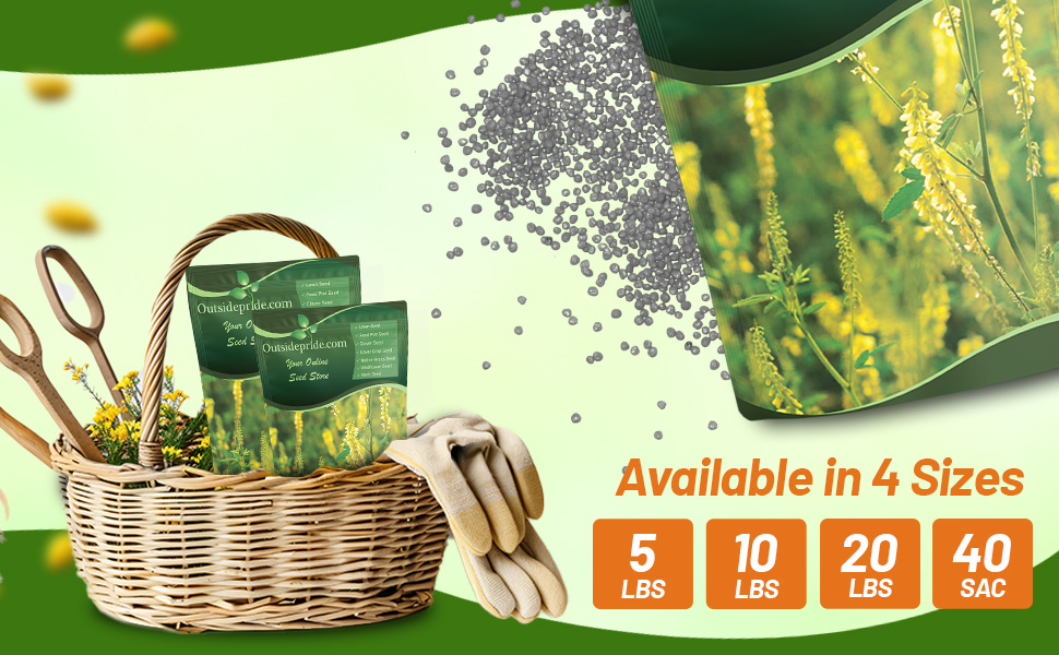 Pollinating Yellow Sweet Clover Seed For Honey Production