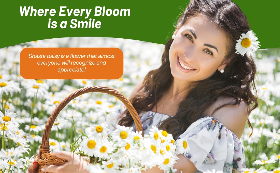 Women With Basket of Chrysanthemum Shasta Daisy Cut Flowers