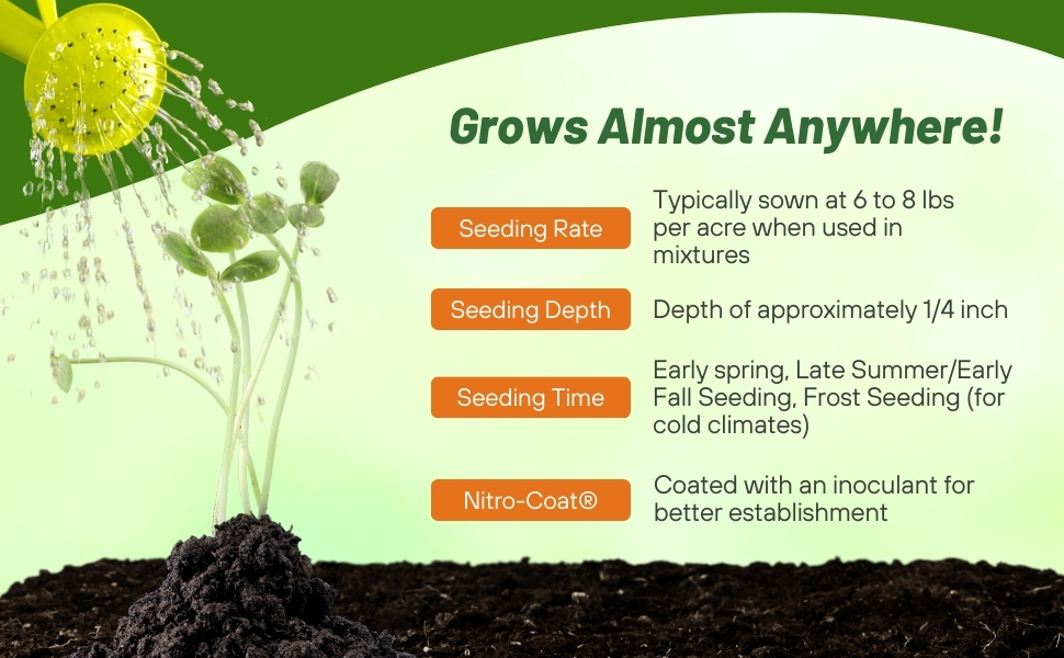 Seeding Rate &amp; Planting Time For Alsike Clover Seeds