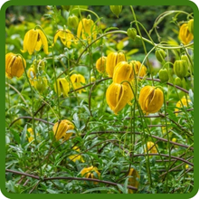 Clematis Fast Growing Vining Plants