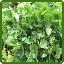 Attractive Foliage of Geum Plants