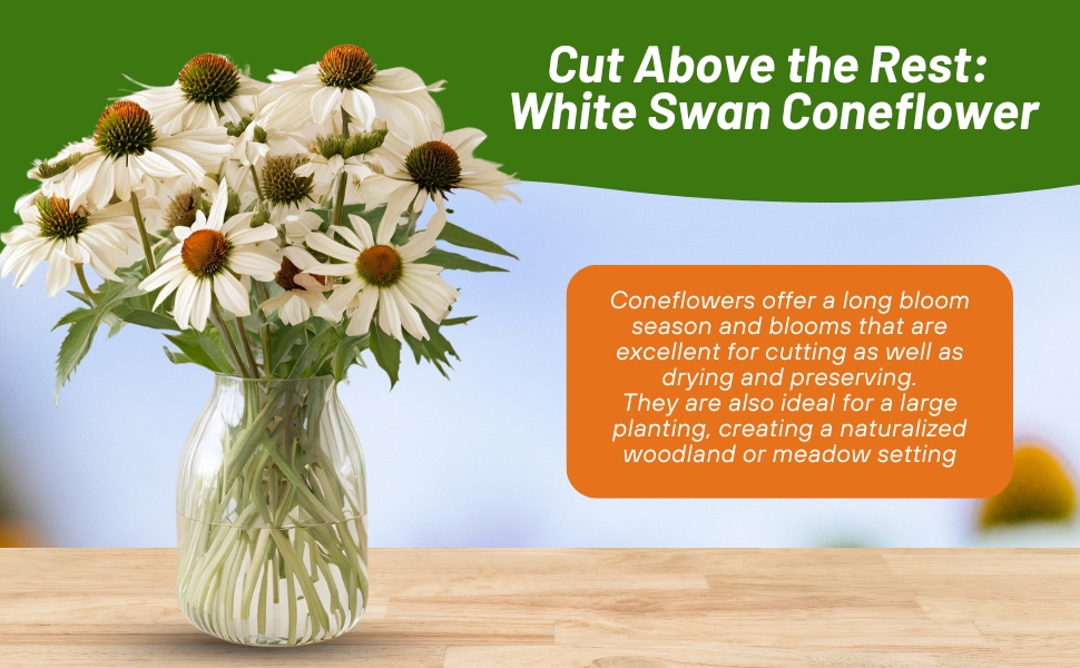 Echinacea White Swan Coneflower Cut Flowers in Vase