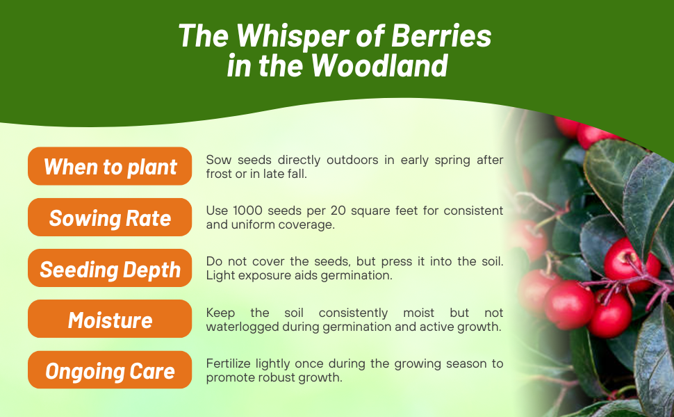 Planting Directions For Gaultheria Wintergreen Ground Cover