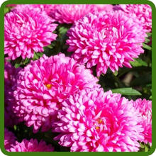 Pink Callistephus Dwarf Milady Aster