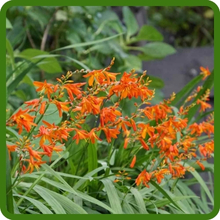Crocosmia Moisture-Loving Perennial