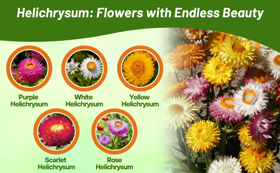 Varieties of Helichrysum Paper Daisy Flower Seeds