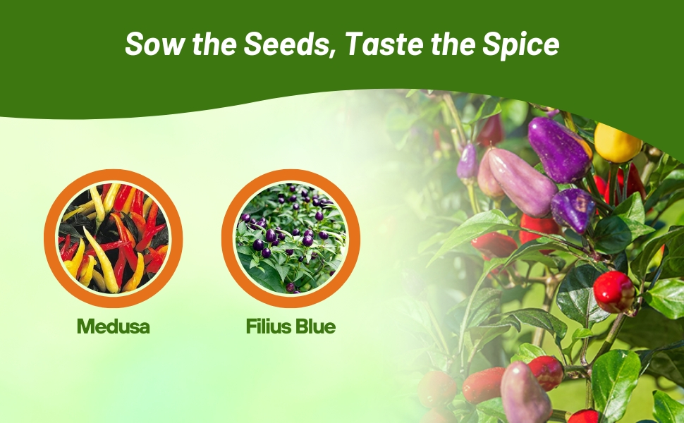 Medusa & Filius Blue Ornamental Pepper Plants