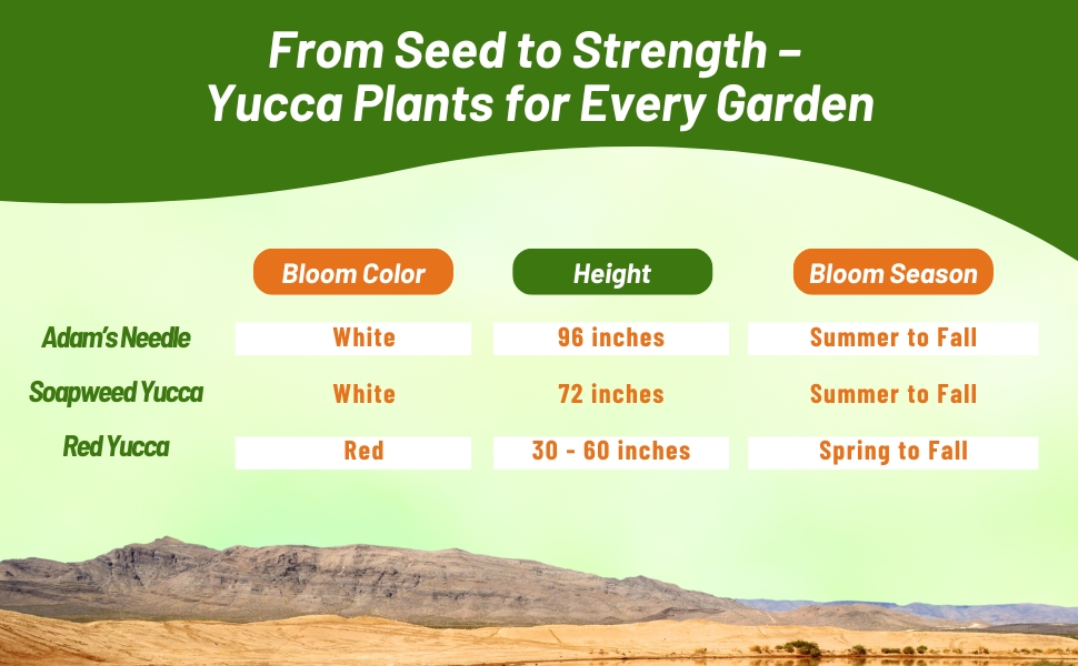 Chart of Different Bloom Season, Color, & Height of Yucca Plants