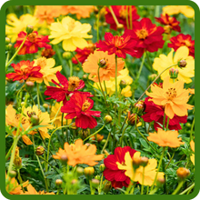 Yellow & Red Cosmos Sulphureus Flowers