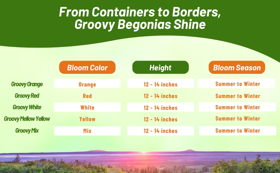 Bloom Color, Height, & Season Chart of Groovy Begonia Flowers