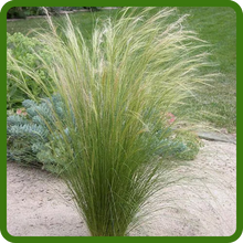 Thread Like Foliage of Stipa Mexican Feather Ornamental Grass