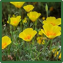 Low Water, Drought Tolerant Golden West California Poppies
