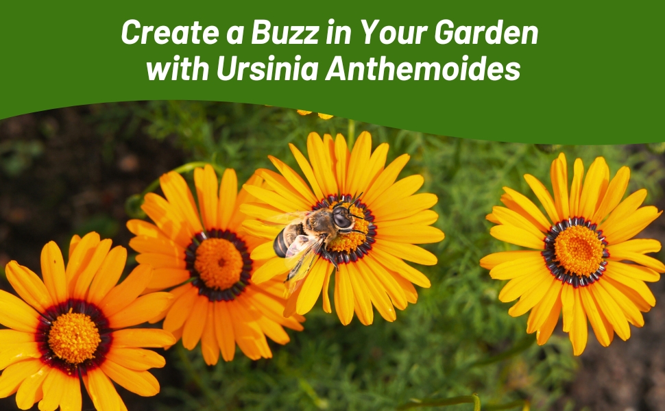 Ursinia Pollinating Orange Flowers For Bees & Butterflies