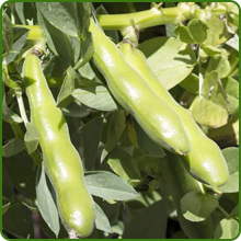 High Protein Content Fava Beans
