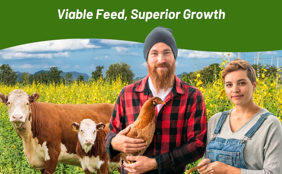 Sunn Hemp Legume Cover Crop For South & Midwest