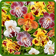 Long Bloom Season of Mimulus Flowers