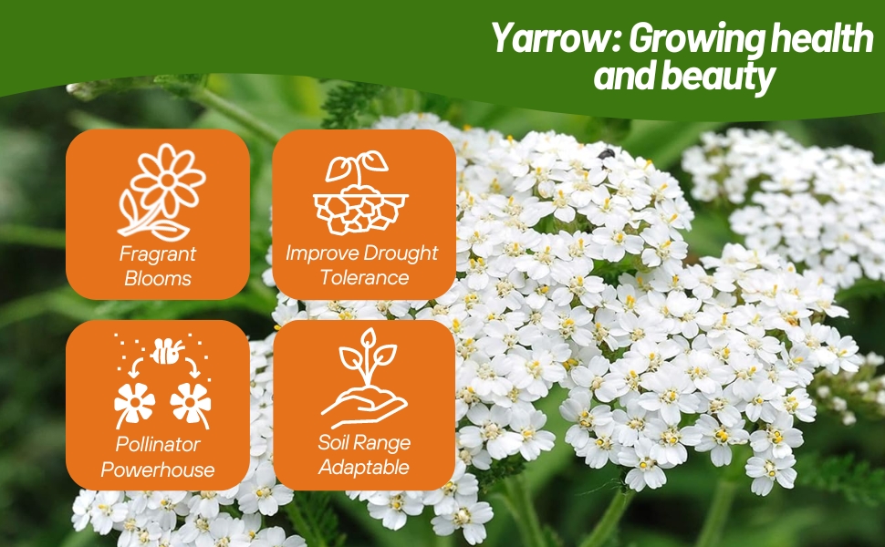 Drought Tolerant Achillea Wild White Yarrow Flowers