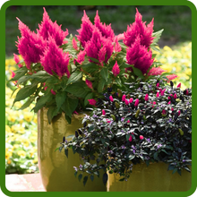 Great Celosia Castle Pink Container Plant
