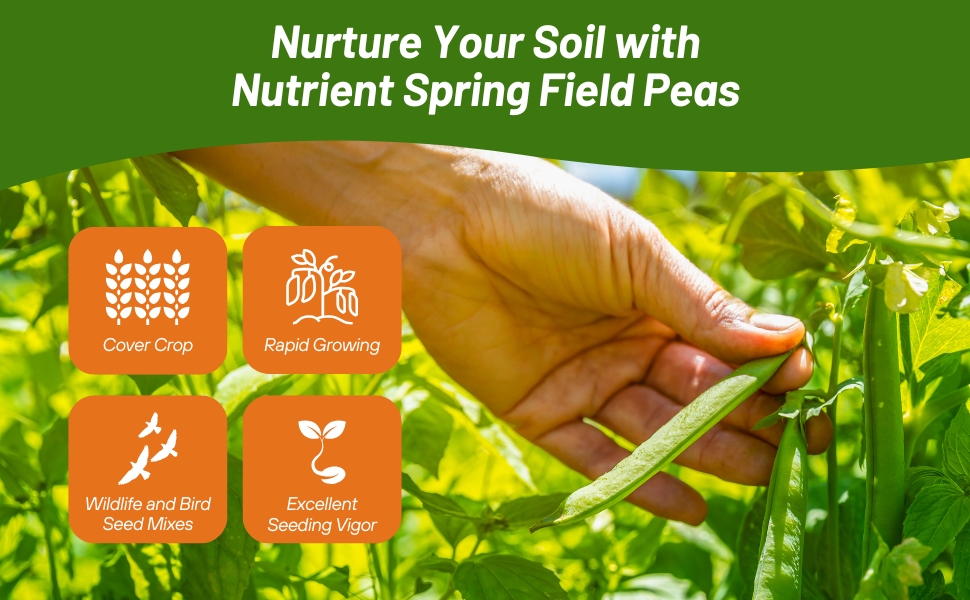 Spring Field Peas Cover Crop Nitrogen Fixation
