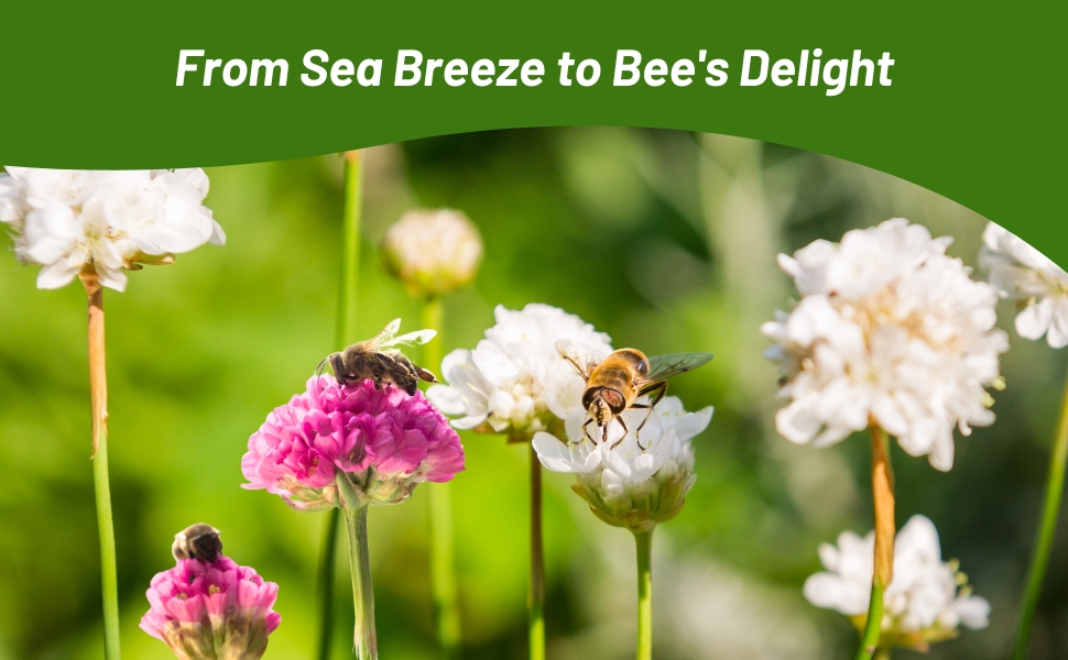 Pollinator Bees on Blooms of Rose & White Armeria Flowers