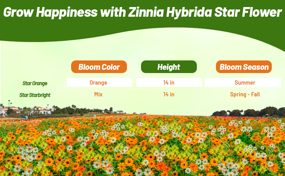 Bloom Color, Season, & Height Chart For Zinnia Hybrida Star