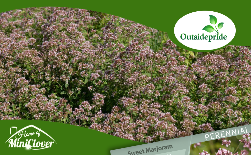Sweet Majoram Herb Garden Plants