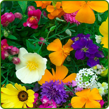 Compact Growth of Balcony Flower Seeds