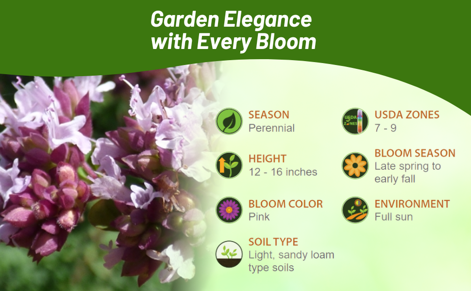 Perennial Sweet Majoram Herb For Full Sun