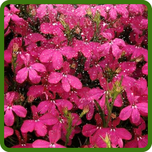 Lobelia Rosamond Cold Tolerant Annual Plant