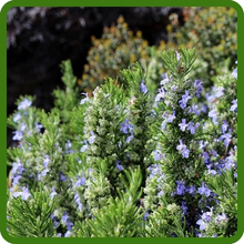 Rosemary Medicinal Herb