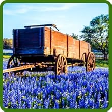 Wagon In Field of Texas Bluebonnet Flowers