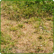 Drought Tolerant Buffalo Grass Seeds